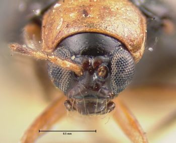 Media type: image; Entomology 18438   Aspect: head frontal view
